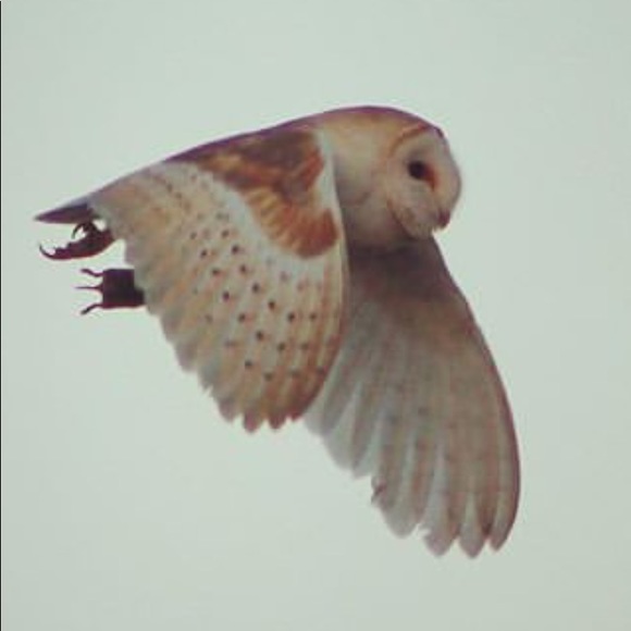 💙Old Pawn Turquoise Ring💙 - Picture 8 of 8